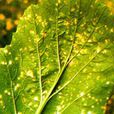 生菜鏽病 生菜鏽病