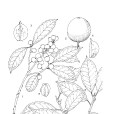 薄核冬青 薄核冬青