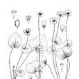 棒狀梅花草 棒狀梅花草
