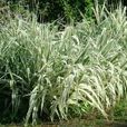 變葉蘆竹(花葉蘆竹) 變葉蘆竹(花葉蘆竹)