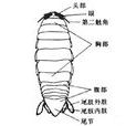 等足目 等足目