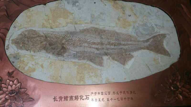 魚化石(化石種類)