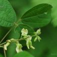 菱葉鹿藿 菱葉鹿藿