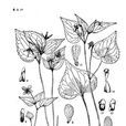 尖葉堇菜 尖葉堇菜