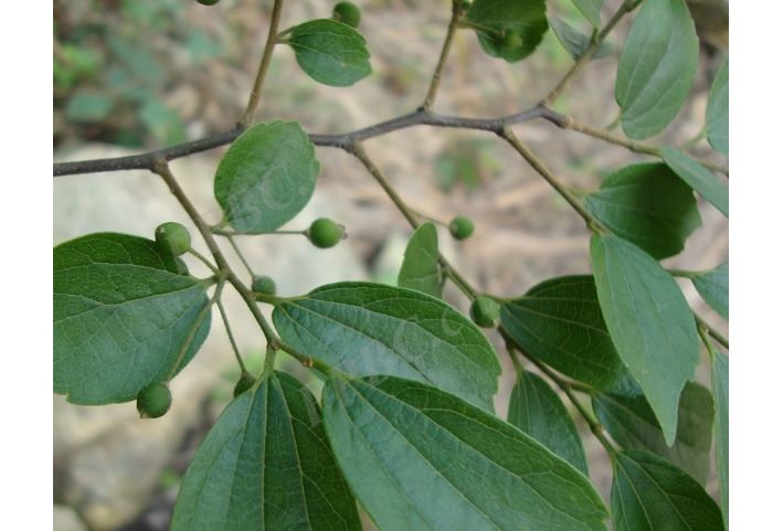 紫彈樹(大麻科朴屬植物) 紫彈樹(大麻科朴屬植物)