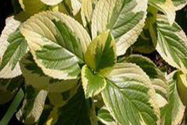 Hydrangea macrophylla \x27Lemon Wave\x27 Hydrangea macrophylla \x27Lemon Wave\x27