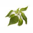 辣椒葉(管狀花目茄科植物)