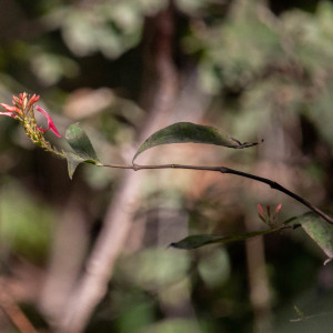 Odontonema glaberrimum