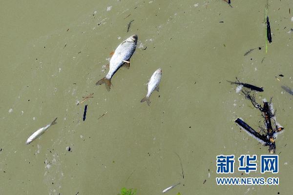 毛爾曹爾河上漂浮著死魚