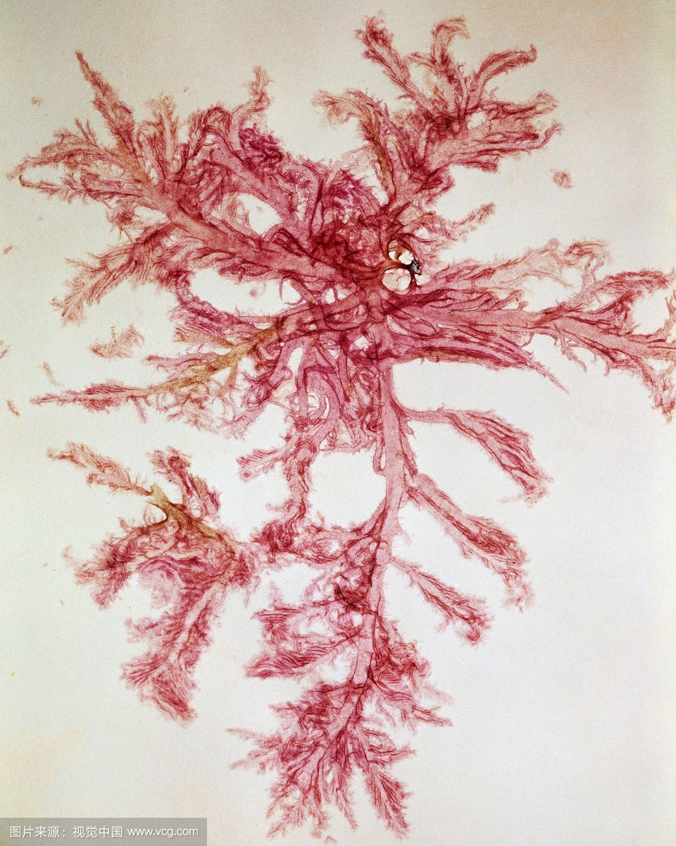 紅藻澱粉