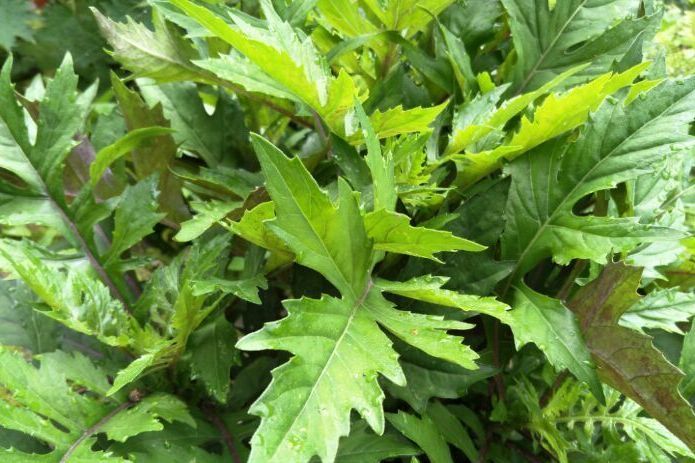 血三七(蓼科蓼屬植物) 血三七(蓼科蓼屬植物)