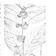 白毛紫珠 白毛紫珠