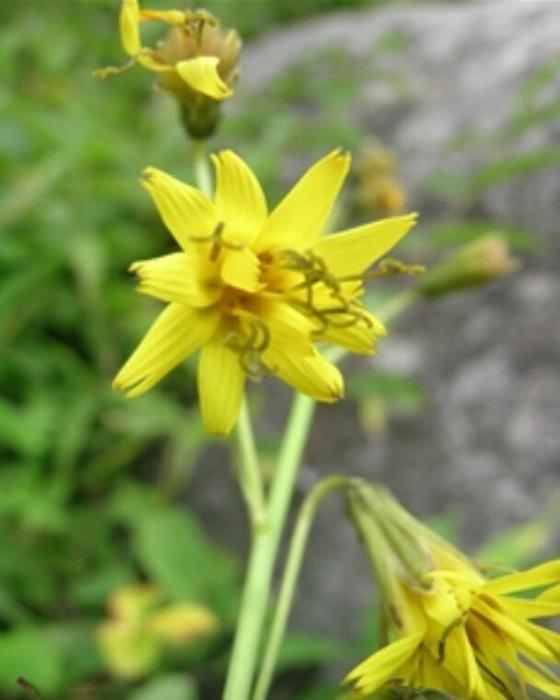 總序黃鵪菜 總序黃鵪菜