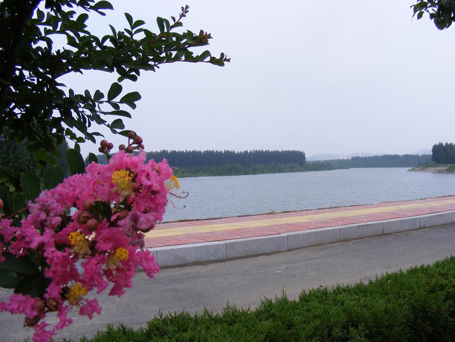 玫瑰湖濕地