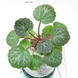 金線吊芙蓉
