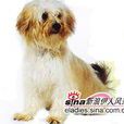 獅子犬/約克犬
