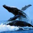 小藍鯨(海洋動物)