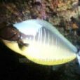 粗棘鼻魚 粗棘鼻魚