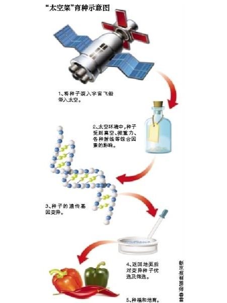 輻射育種 輻射育種