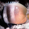 珠蝴蝶魚(克氏蝴蝶魚)