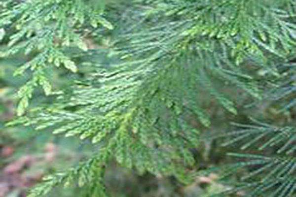 Thuja plicata Thuja plicata