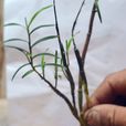黃草石斛 黃草石斛