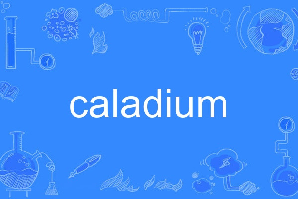 caladium caladium