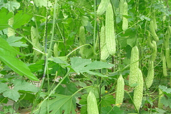 瑞豐1號苦瓜 瑞豐1號苦瓜