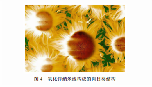 氧化鋅納米線構成的向日葵結構