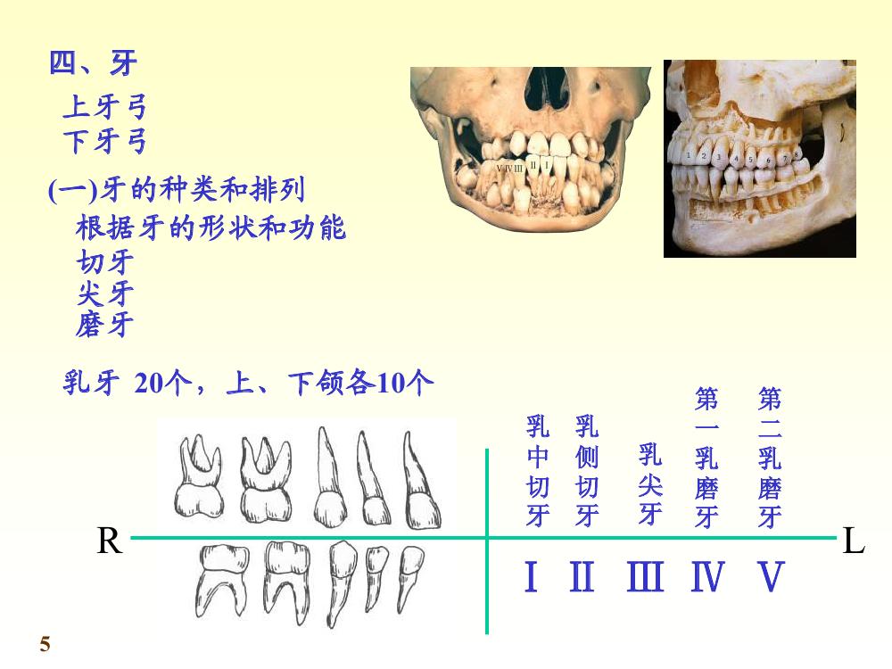 牙的分類和排列1