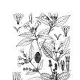 黃花戀岩花 黃花戀岩花