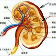 腎臟病 腎臟病