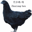 赤水竹鄉雞 赤水竹鄉雞
