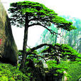 迎客松(安徽黃山景區迎客松) 迎客松(安徽黃山景區迎客松)
