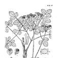 西藏茴芹
