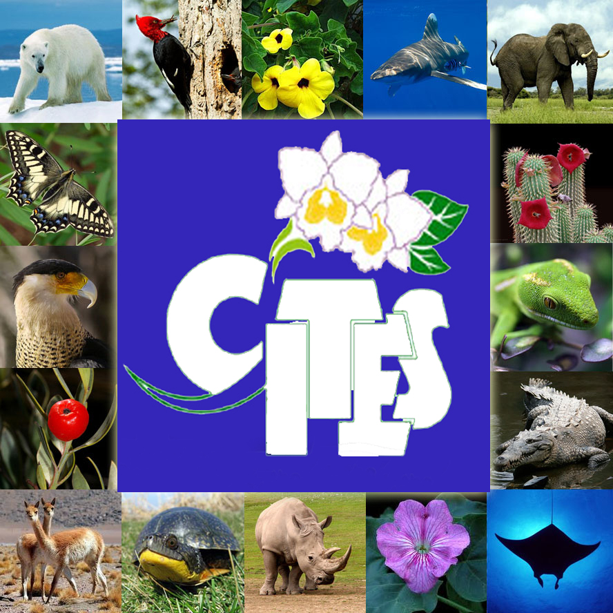 瀕危野生動植物種國際貿易公約附錄(公約前言)