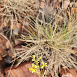 Goodenia cusackiana