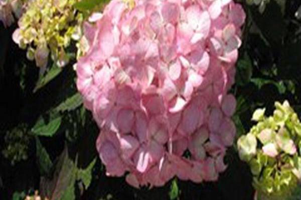 Hydrangea macrophylla \x27Glowing Embers\x27 Hydrangea macrophylla \x27Glowing Embers\x27