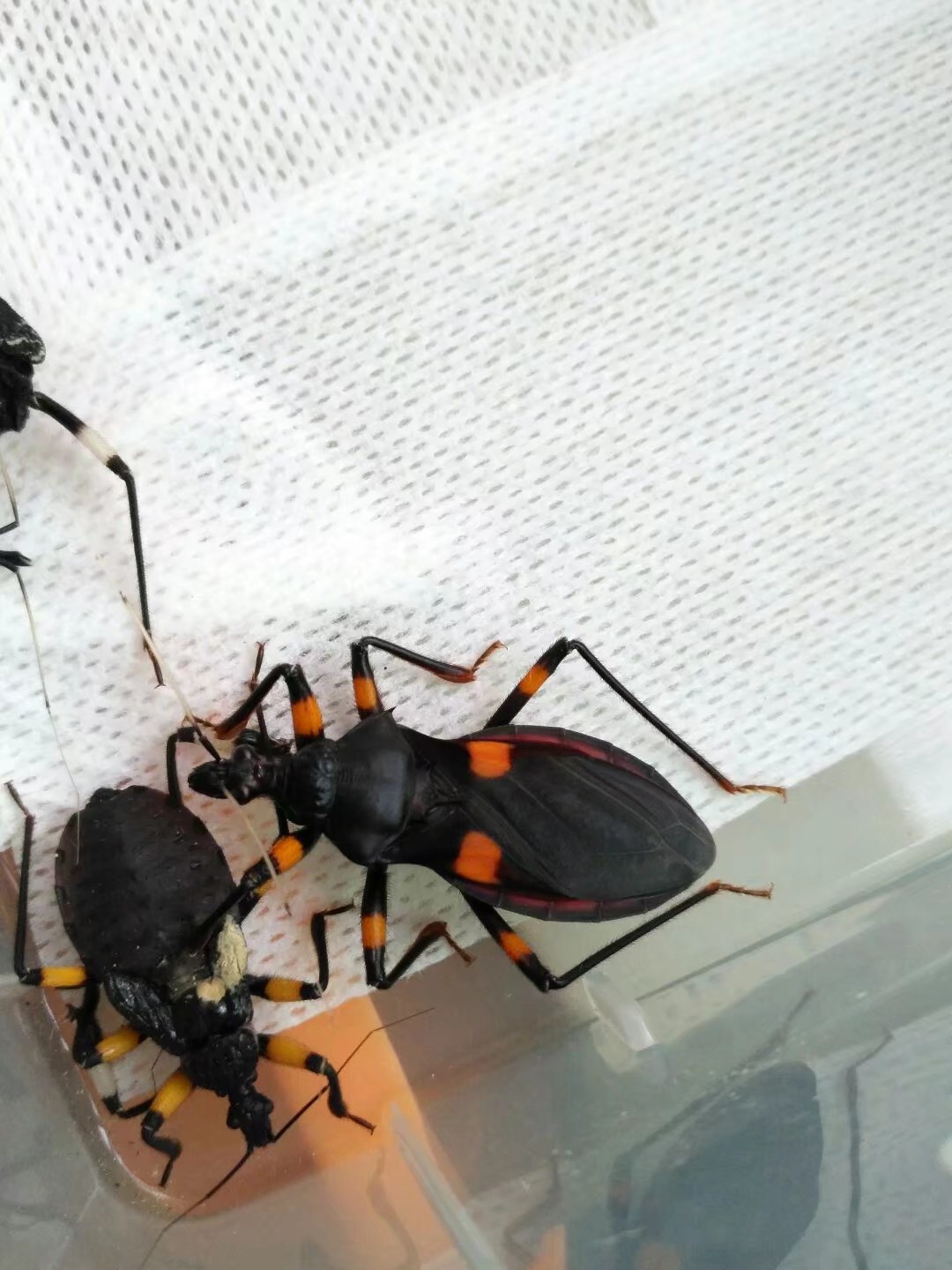 白斑獵蝽（雄）與紅斑獵蝽（雌）的雜交子一代個體（右）