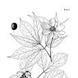 美麗芍藥 美麗芍藥