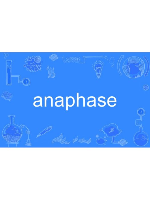 anaphase anaphase