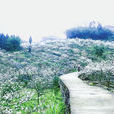 春風村(江蘇省泰州市寺巷鎮下轄村) 春風村(江蘇省泰州市寺巷鎮下轄村)