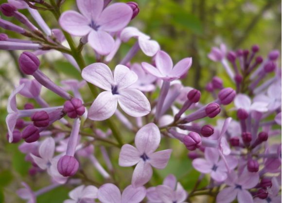 紫花夜丁香