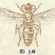 土蜂總科 土蜂總科