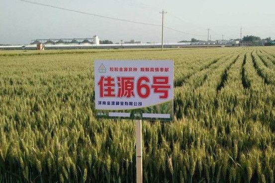 佳源6號 佳源6號