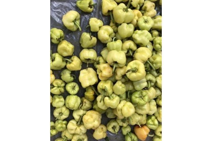 Capsicum chinense Capsicum chinense
