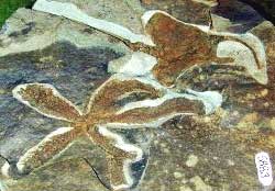 海箭綱(Homoiostelea)