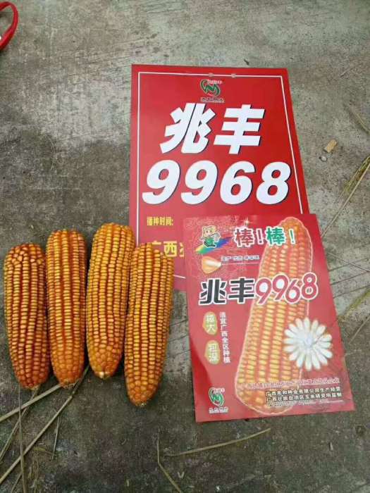 兆豐9968 兆豐9968