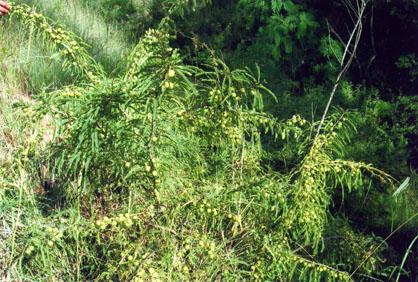 滇橄欖(圖2)
