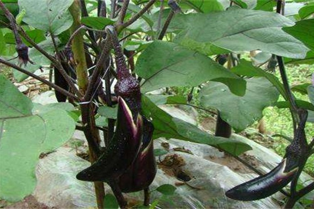 農友長茄 農友長茄